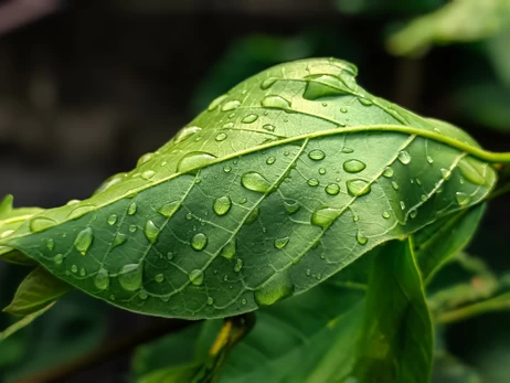 Україну накриють 6 квітня дощі, у деяких областях можливі заморозки