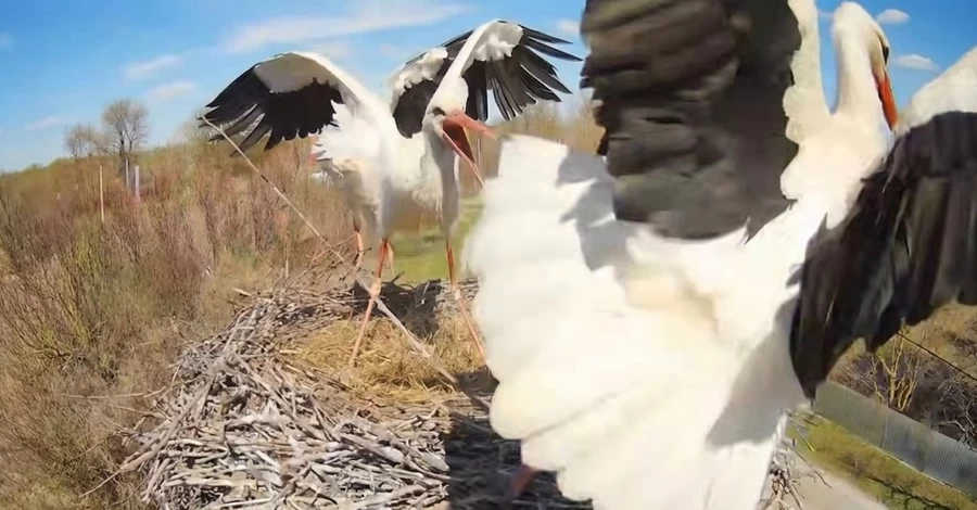 На Полтавщине в гнездо аистов вернулась Одарка и подралась с новой жительницей