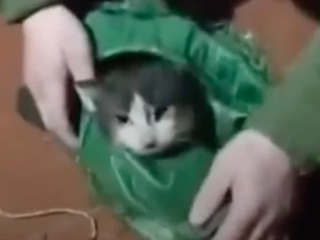 Кіт і собака пролетіли 12 км на дроні - військові врятували їх з передової