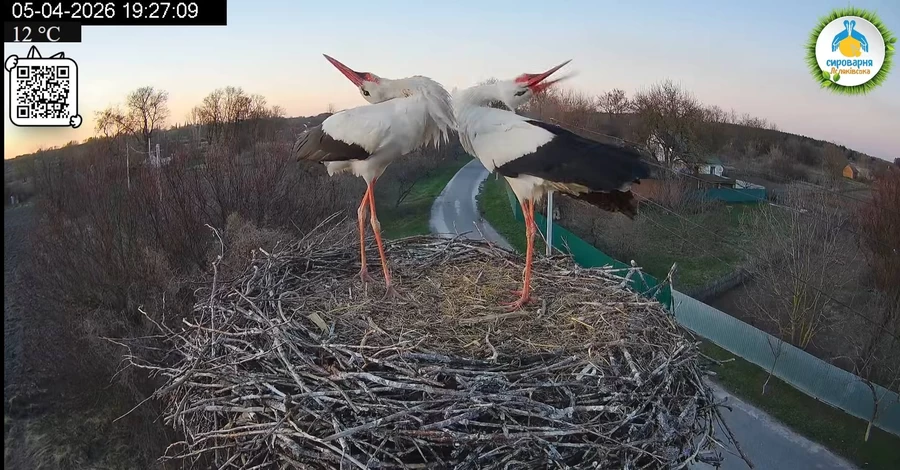 Образовалась новая пара аистов - Одарка осталась в гнезде с новым 