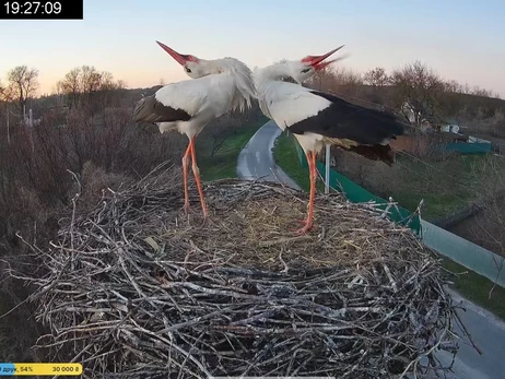 Образовалась новая пара аистов - Одарка осталась в гнезде с новым 