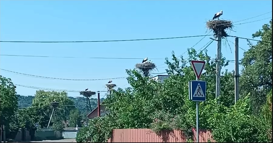 Жители «столицы аистов» под Киевом: Столбов для гнезд на всех не хватает, вот и дерутся