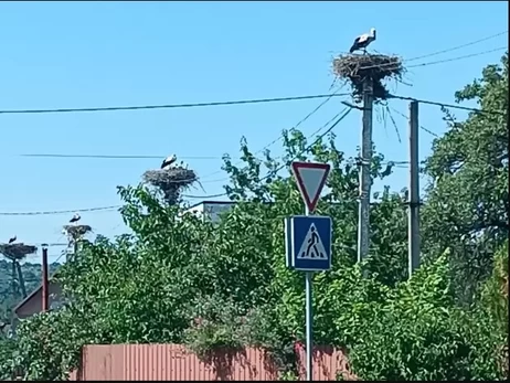Мешканці «столиці лелек» під Києвом: Стовпів для гнізд на всіх не вистачає, от і б'ються