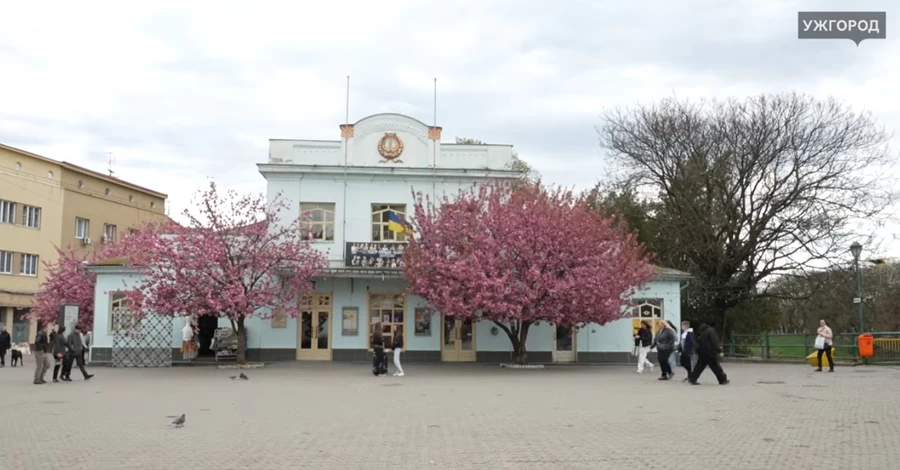 Ужгород розовеет: в городе началось массовое цветение сакур