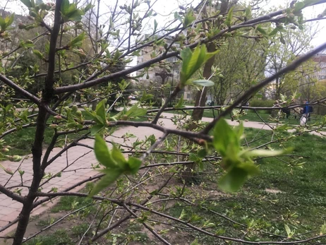 8 квітня - яке сьогодні свято, що не можна робити, традиції та прикмети, все про цей день