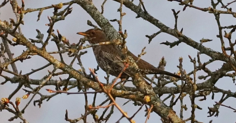В Чернобыльском заповеднике впервые за 50 лет зафиксировали горного дрозда