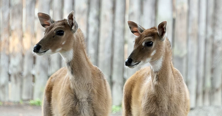 В Киевском зоопарке - пополнение в семье антилоп нильгау  