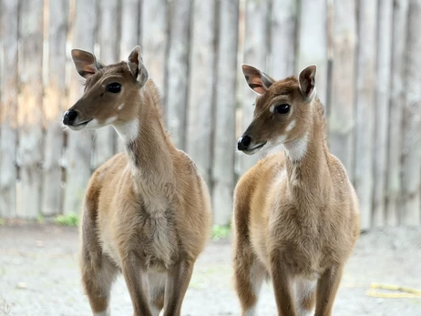 В Киевском зоопарке - пополнение в семье антилоп нильгау  