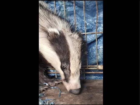 В Одесской области барсук во время обстрелов в панике забежал на частный двор