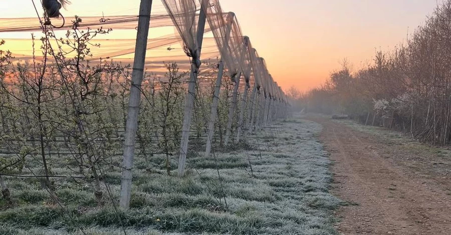 На Закарпатті фермери третю ніч поспіль рятують черешню від морозів
