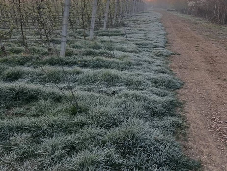 В Закарпатье фермеры третью ночь подряд спасают черешню от морозов