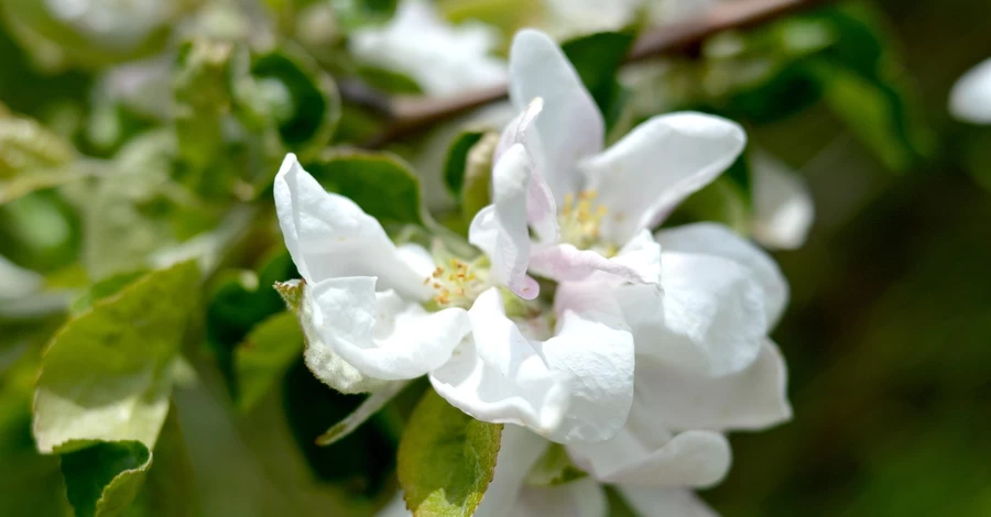 Погода в Украине 14 апреля - ночью заморозки, но днем ​​в Закарпатье до +19 градусов