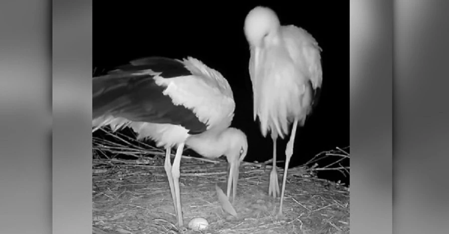 Лелека Одарка знесла перше яйце  