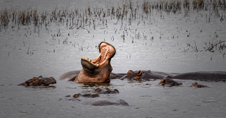 Колумбия официально разрешила отстрел «кокаиновых бегемотов» Эскобара