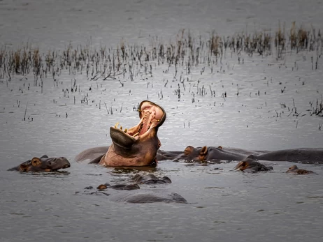Колумбія офіційно дозволила відстріл «кокаїнових бегемотів» Ескобара