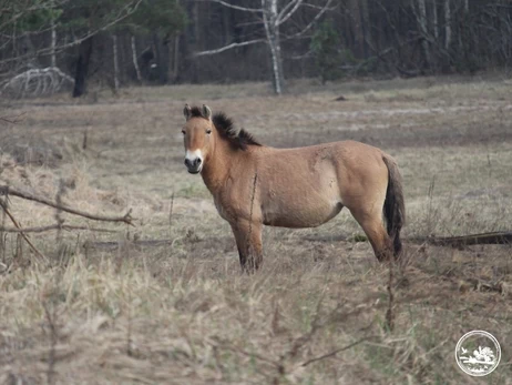 У Чорнобильському заповіднику більшість коней Пржевальського пережила складну зиму