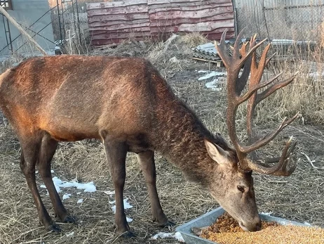 Куда девался олень Борис? Лесники хотят искать его с помощью дрона с тепловизором