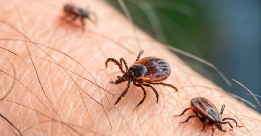 Кліщі активізувались: як захиститися, що робити після укусу і чи небезпечні африканські мутанти