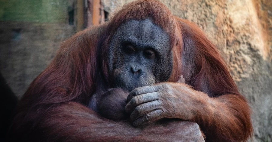 У Мадриді народився борнейський орангутан, який знаходиться під критичною загрозою зникнення