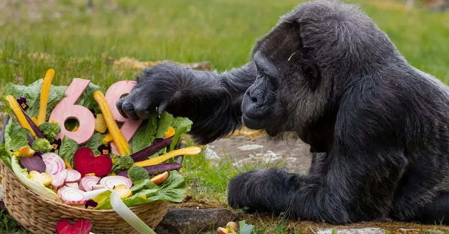 Найстаріша горила у світі відсвяткувала 69-річчя