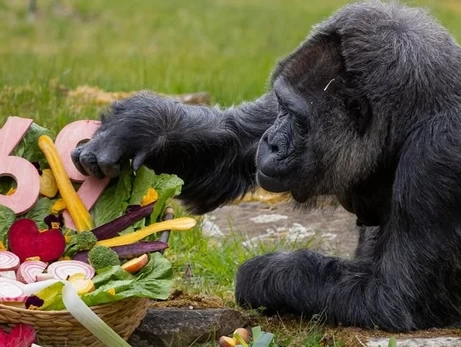 Самая старая горилла в мире отпраздновала 69-летие