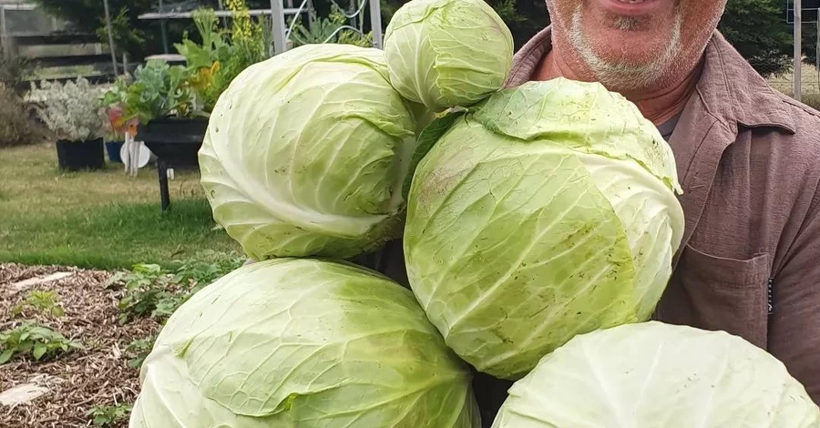 Ціновий бум: вартість капусти в Україні за тиждень зросла на чверть