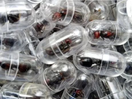 Новые животные в топе контрабандистов: муравьи, морские коньки и панголины