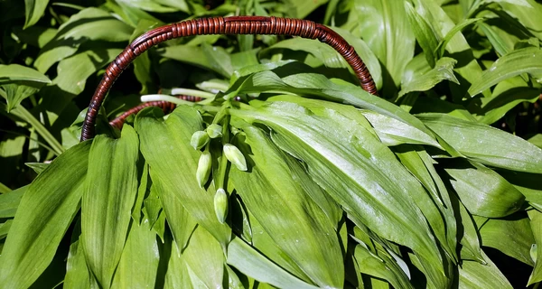 Отруйна чемериця замість черемші: які їстівні трави легко переплутати з небезпечними