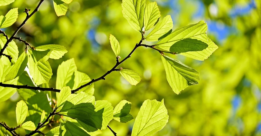 Погода в Україні на вихідні - вночі прогнозують заморозки до -3 градусів
