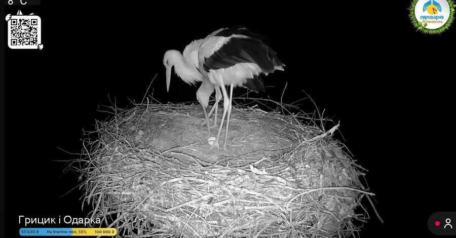 В гнезде аистов Одарки и Грицика появилось второе яйцо