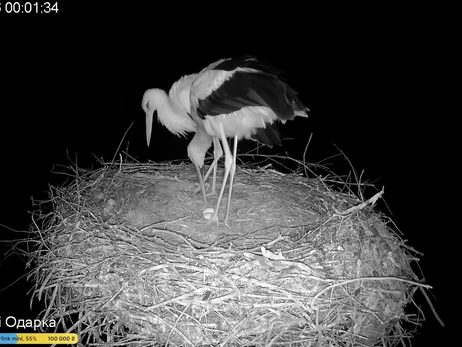 В гнезде аистов Одарки и Грицика появилось второе яйцо