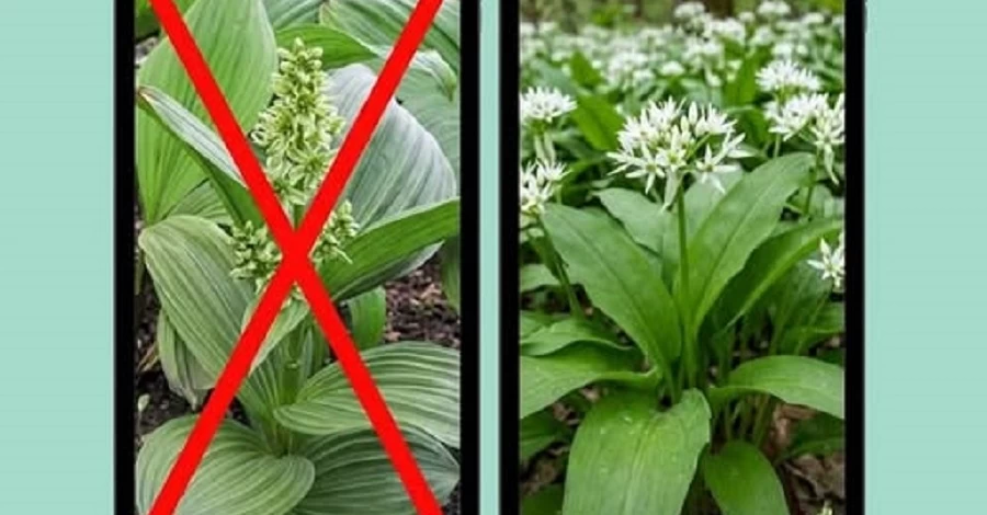 Медики рассказали подробности отравления львовского врача опасной зеленью