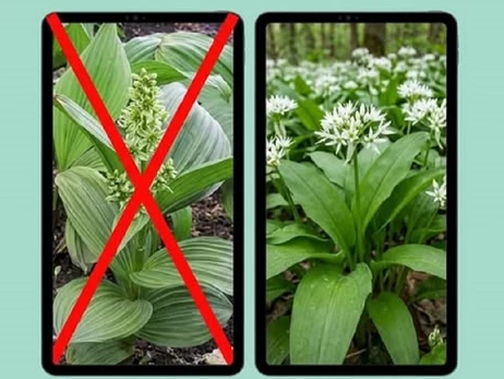 Медики рассказали подробности отравления львовского врача опасной зеленью