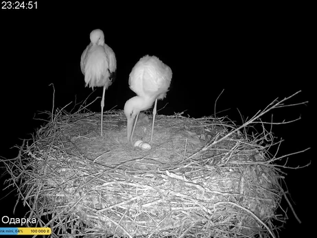 Аист Одарка снесла третье яйцо