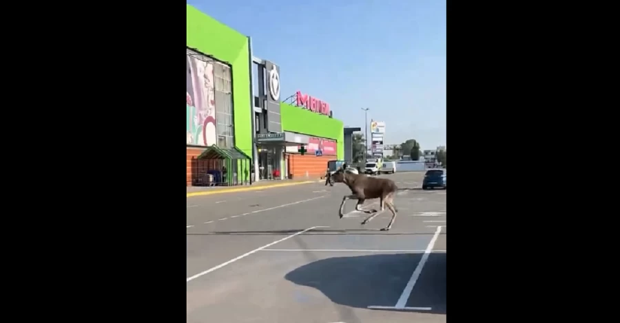 По Киеву среди бела дня бегает лось, - соцсети