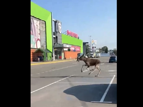 По Києву серед білого дня бігає лось, - соцмережі
