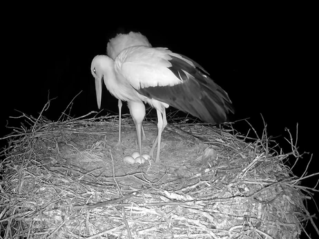 В гнезде аистов Одарки и Грицика появилось четвертое яйцо