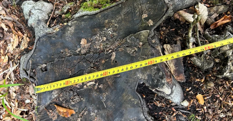 САП викрила рекордну вирубку лісу у Карпатах - за нею стоять чиновники