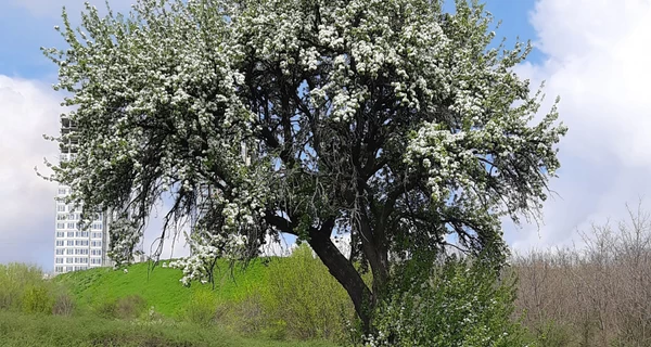 У Запоріжжі розквітла груша, під якою спав Тарас Шевченко