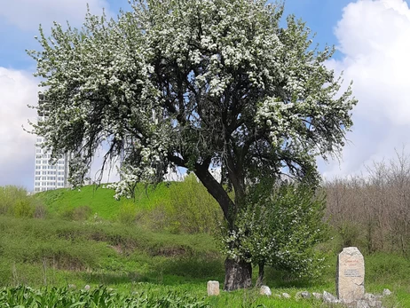 У Запоріжжі розквітла груша, під якою спав Тарас Шевченко
