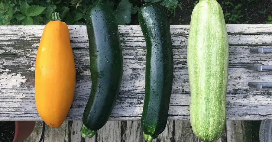 Низькокалорійний продукт: користь кабачків і шкода від них, кому варто уникати