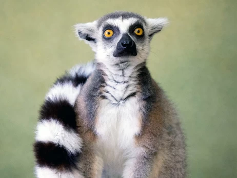 КиївЗоо прихистив врятованого лемура з Дніпропетровщини