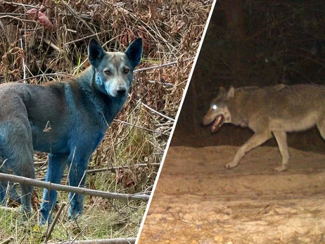 Тварини у Чорнобилі через 40 років: вовки-мутанти, чорні жаби та міф про синіх собак