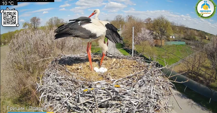 Аист Одарка снесла пятое яйцо