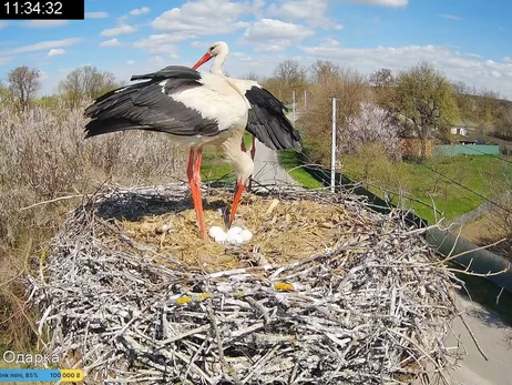 Аист Одарка снесла пятое яйцо