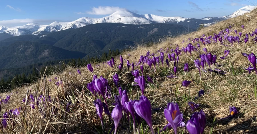 В высокогорье Карпат зацвели шафраны - названы топ-локации