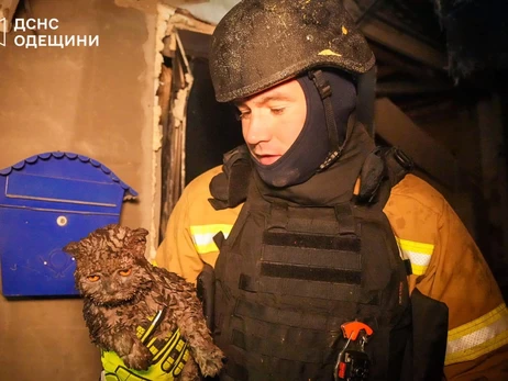 В Одесі з-під завалів врятували кота, господарі якого загинули під час нічної атаки