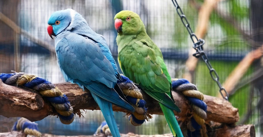 Аисты, журавли, ибисы и попугаи возвращаются в открытые вольеры 