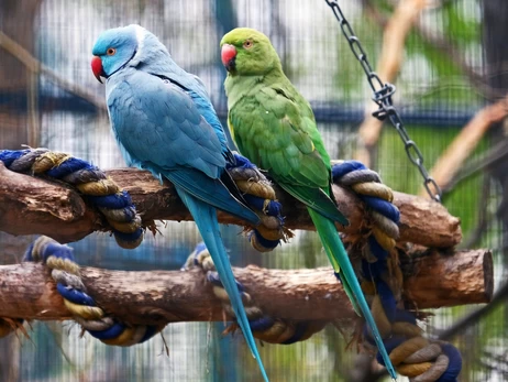 Лелеки, журавлі, ібіси та папуги повертаються у відкриті вольєри КиївЗоо