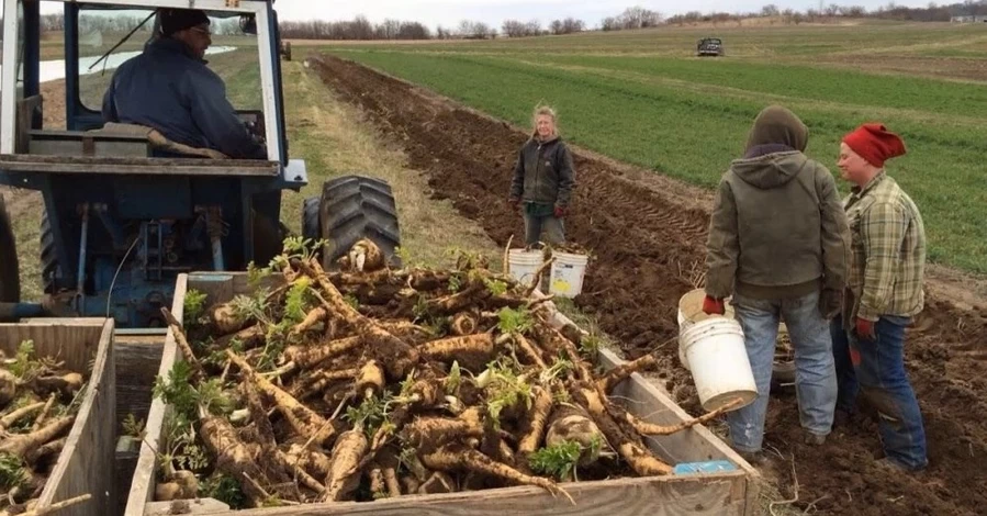 «Хренаши» из закарпатской столицы хрена: один корень может давать урожай 30 лет